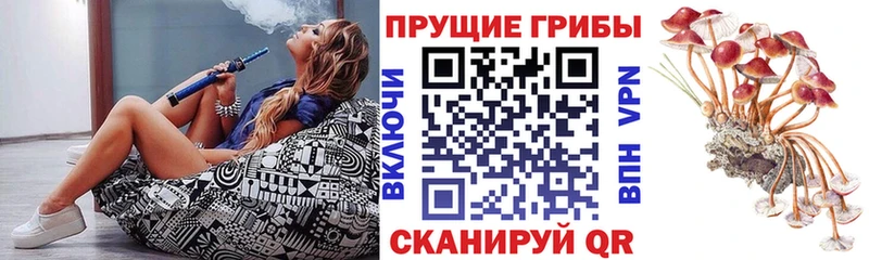 Галлюциногенные грибы Psilocybe  Саки 